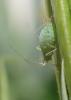Acyrthosiphon pisum